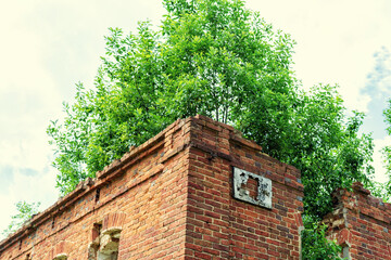 Fototapeta premium trees grow from the roof of an old ruined house