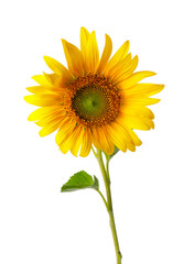 Beautiful sunflower on white background