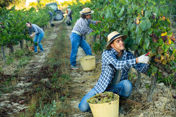 Man proffesional winemaker during harvesting of grape in vineyard at fields