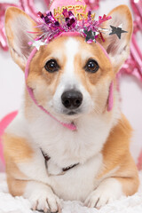 10歳の誕生日を迎えた愛犬