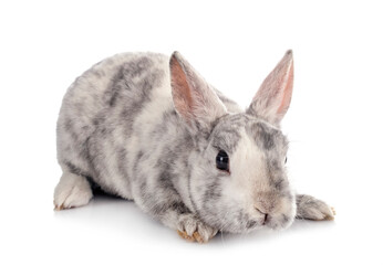 Obraz premium Mini Rex in studio