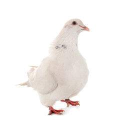 texan pigeon in studio