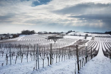 Zelfklevend Fotobehang winter and snow in a vineyard in burgenland Austria © Ewald Fröch