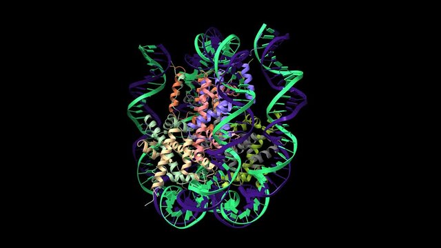 Human nucleosome with CpG unmethylated and methylated (red) DNA showed, animated 3D simulation, cartoon model isolated, black background