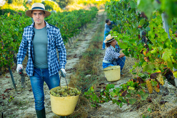 Portrait of man farmer with basket of grapes in vineyard at summertime