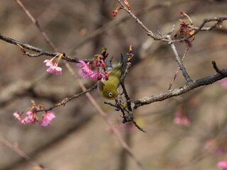 河津桜とメジロ
