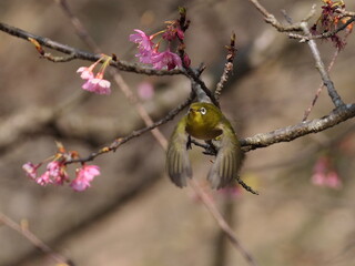 河津桜とメジロ
