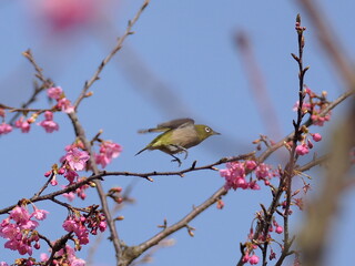 河津桜とメジロ
