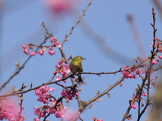 河津桜とメジロ

