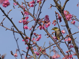 河津桜とメジロ
