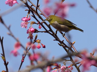河津桜とメジロ
