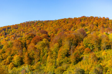 Fototapeta premium Autumn mountain landscape - yellowed and reddened autumn trees combined with green needles and blue skies. Colorful autumn landscape scene in the Ukrainian Carpathians.
