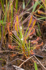 Drosera chrysolepis, an upright growing sundew, in natural habitat in the Serra do Cipo National Park in Minas Gerais, Brazil, frontal view