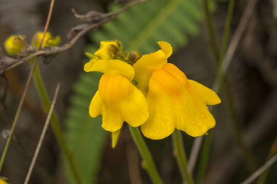 Flowers of Genlisea aurea var. minot in natural habitat in the Serra do Cipo National Park in Minas Gerais, Brazil