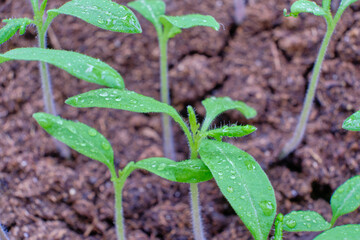 grown tomato sprouts