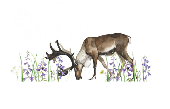 Watercolor grazing reindeer on a white background