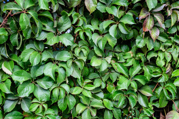 Fototapeta na wymiar Background with many large green leaves of Parthenocissus quinquefolia plant, known as Virginia creeper, five leaved ivy or five-finger, in a garden in a sunny autumn day.