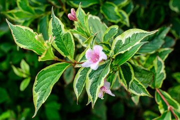 Many light pink flowers of Weigela florida plant with flowers in full bloom in a garden in a sunny spring day, beautiful outdoor floral background photographed with soft focus.