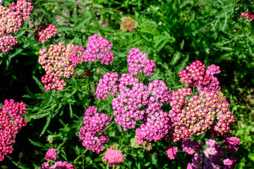 Close up of beautiful vivid pink magenta flowers of Achillea millefolium plant, commonly known as yarrow, in a garden in a sunny summer day..