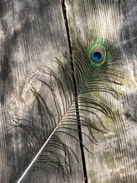 peacock feather on wooden background