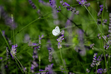 One small butterfly on blue lavender flowers in a sunny summer day in Scotland, United Kingdom, with selective focus, beautiful outdoor floral background.