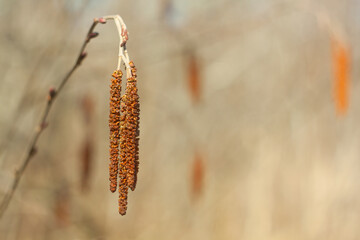 Alder catkins on a blurred background. The arrival of spring.