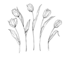 Set of tulips art line black and white pattern isolated. Drawing of flowers for tattoos