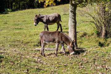 Naklejka na ściany i meble French countryside. Donkey on a field near Leoncel in the landscape of the Vercors, Drome, France