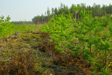 Fototapeta na wymiar Young trees grow on the site of a cut forest. Reforestation after felling. Forestry management.