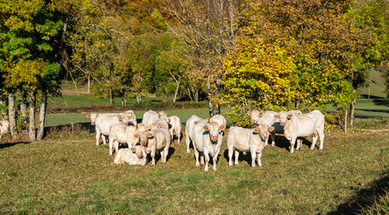 French countryside. Cows near of La Chapelle en Vercor. Val de Drome, France