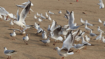 A group of birds fighting for limited food during summer season.