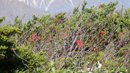 green leaves and red nuts at Hakuba, Japan, early autumn