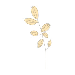flower isolated on white
