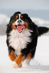Bernese Mountain Dog runs in snow