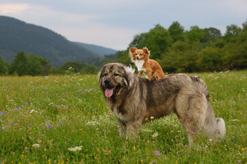 Caucasian Shepherd dog and Chihuahua