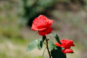 Two red roses in a natural environment.