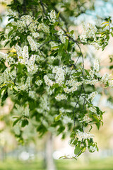 Bloomy bird cherry tree in sunny weather. Spring background. Flowering nature.