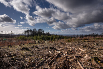 Wald bei Hillscheid (Westerwaldkreis)