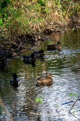 view of savage ducks in a river