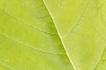 Green leaf close - up outdoors.Texture or background