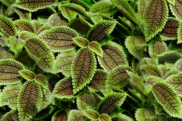 Green little leaves in the open air. Texture or background
