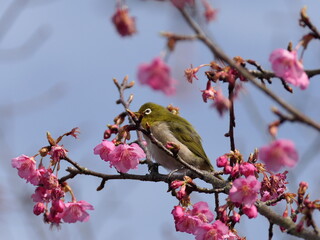 河津桜とメジロ
