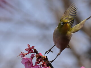 河津桜とメジロ
