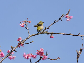 河津桜とメジロ
