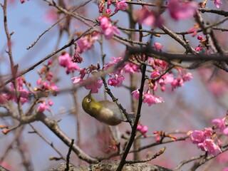 河津桜とメジロ
