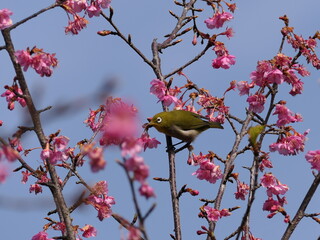 河津桜とメジロ

