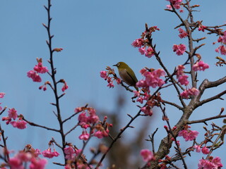 河津桜とメジロ
