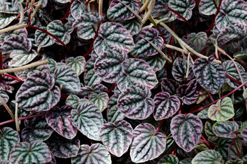 The leaves of the flower are purple in color with a texture on the surface outdoors