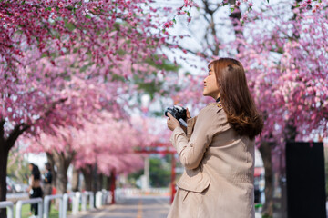 woman traveler looking cherry blossoms or sakura flower blooming and holding camera to take a photo...