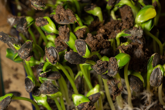 Macro photo of root, rhizoid of sunflower seeds.